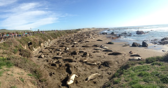 Elephant Seals as far as the eye can see...